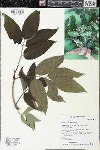 Sambucus racemosa subsp. racemosa image