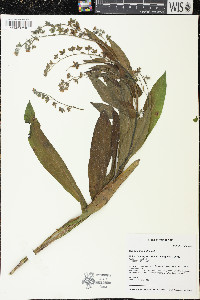 Cynoglossum officinale image