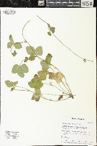 Potentilla indica image