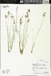 Juncus compressus image