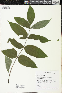 Fraxinus nigra image