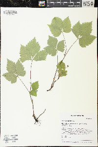 Rubus pubescens image