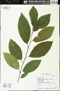 Rhamnus alnifolia image