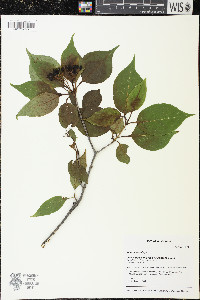 Viburnum lentago image