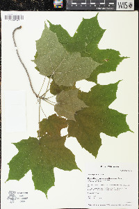Acer nigrum image