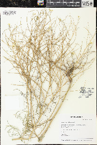 Sisymbrium altissimum image