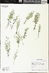 Chaenorhinum minus image