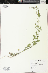 Sisymbrium officinale image