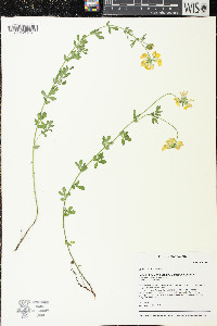 Lotus corniculatus image