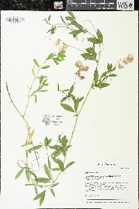 Lathyrus tuberosus image