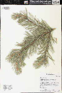 Pinus sylvestris image