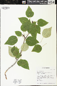 Populus balsamifera image