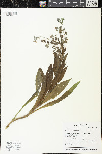 Cynoglossum officinale image