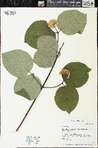 Cornus rugosa image