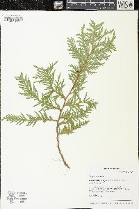 Thuja occidentalis image