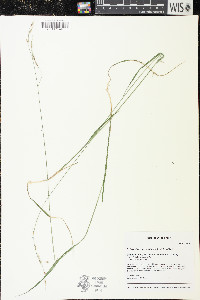 Schizachne purpurascens image