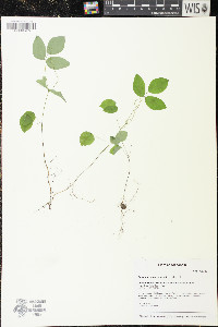 Viburnum opulus image