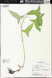 Persicaria arifolia image