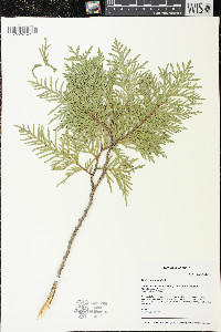 Thuja occidentalis image