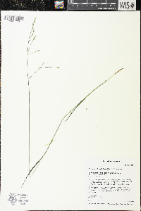 Festuca subverticillata image