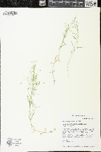 Stellaria longifolia image