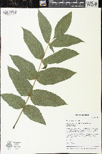 Fraxinus nigra image