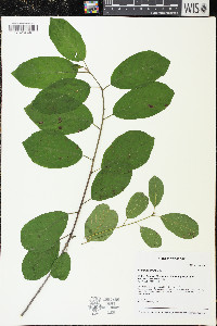 Frangula alnus image