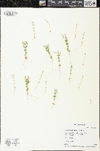 Centaurium pulchellum image