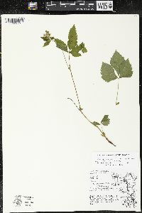 Rubus pubescens image