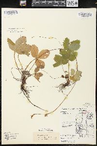 Fragaria vesca image