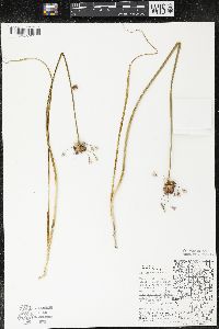 Allium canadense var. canadense image