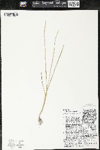 Allium canadense var. canadense image