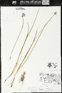 Allium schoenoprasum image