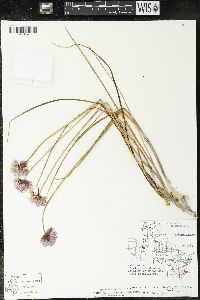 Allium schoenoprasum image