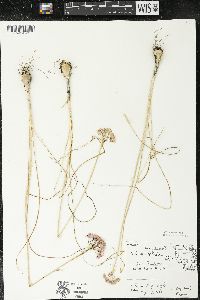 Allium stellatum image