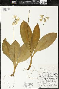 Clintonia borealis image