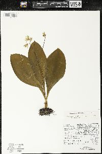 Clintonia borealis image