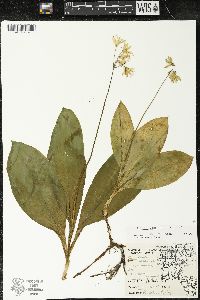 Clintonia borealis image