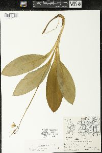 Clintonia borealis image