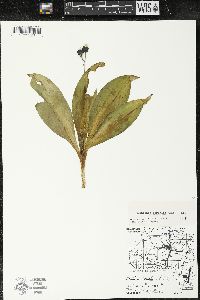 Clintonia borealis image