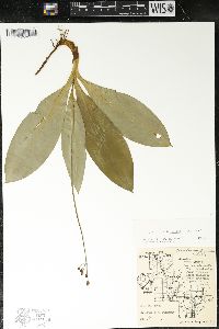 Clintonia borealis image