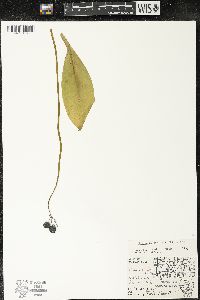 Clintonia borealis image