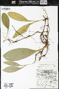 Clintonia borealis image