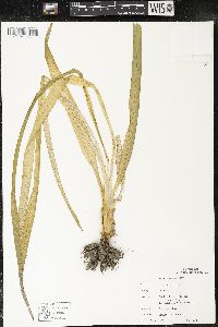 Hemerocallis fulva image