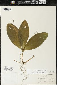 Clintonia borealis image