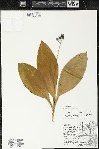 Clintonia borealis image