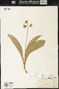 Clintonia borealis image