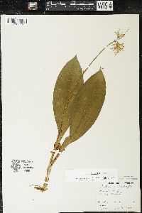 Clintonia borealis image