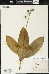 Clintonia borealis image