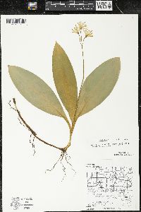 Clintonia borealis image